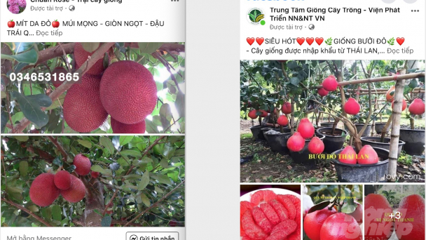 Ma trận giống cây ăn quả độc, lạ: Ma trận… từ trên trời