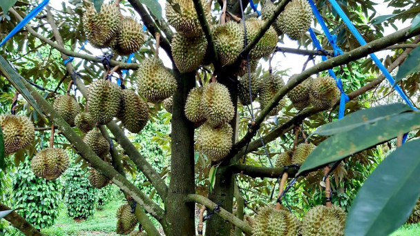 Đẩy mạnh nghiên cứu giống, quy trình kỹ thuật cây ăn quả
