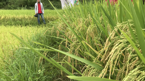 Lúa lai LY2099 chinh phục nông dân Lạng Sơn, Cao Bằng
