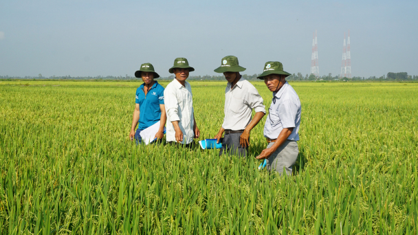Giống lúa OM thích nghi vượt trội trên vùng hạn, mặn