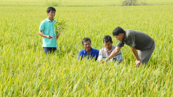 Trồng lúa bằng sữa tươi và trứng gà