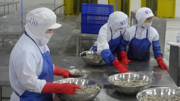 Xuất khẩu tôm tăng trưởng mạnh trở lại
