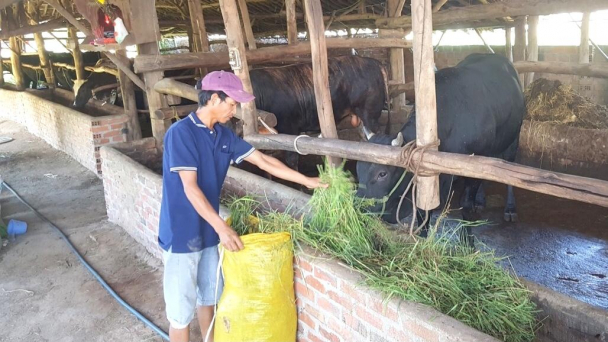 Phát triển mạnh trồng cỏ nuôi bò