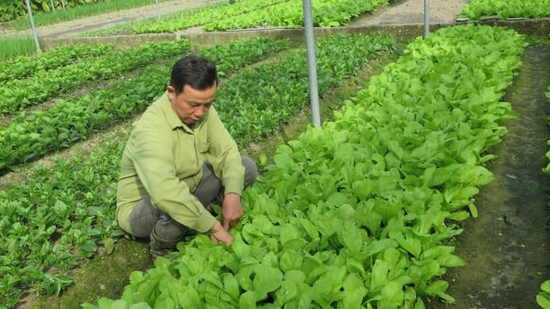 Rau an toàn miền ngược về xuôi