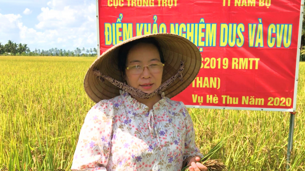 Lúa tím MS2019 Master Ruma thích nghi tốt trên đất Vĩnh Long