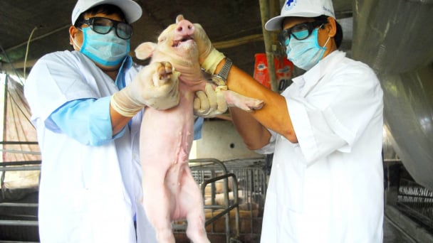 Tái đàn heo đảm bảo chắc ăn