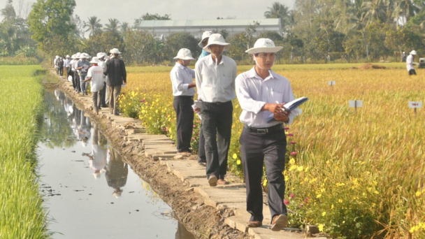 Sóc Trăng có thêm nhiều giống lúa chịu mặn vượt trội