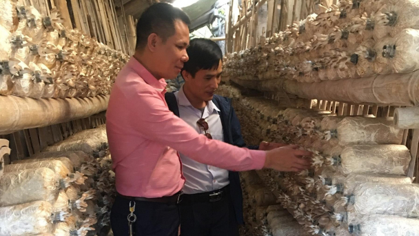 Sản xuất nấm sạch, không lo đầu ra