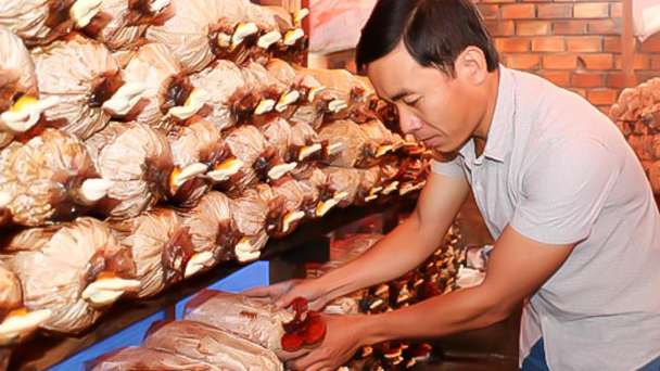 Cử nhân sinh học lên rừng trồng nấm