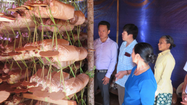 Sinh kế vùng bãi ngang Quảng Bình: (Bài 3) Nấm, khoai deo lên đời
