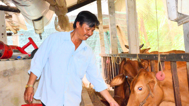 Trà Vinh: Tái cơ cấu chăn nuôi, ưu tiên phát triển đàn bò
