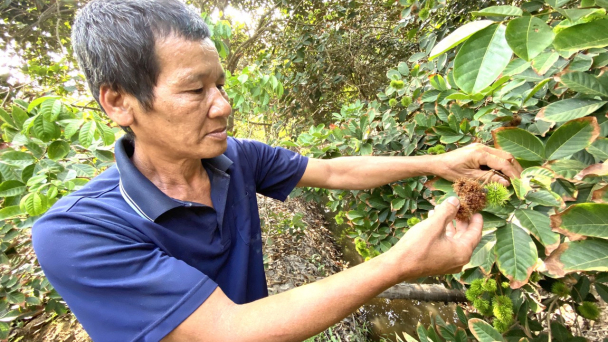 Biện pháp kỹ thuật canh tác cây ăn quả trong điều kiện hạn mặn