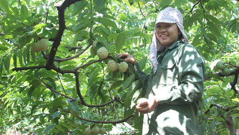 Vùng na nổi tiếng đất Thái Nguyên