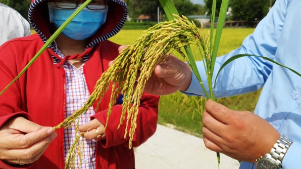 Giống lúa VNR20 và VNR88 làm nức lòng nông dân Quảng Ngãi