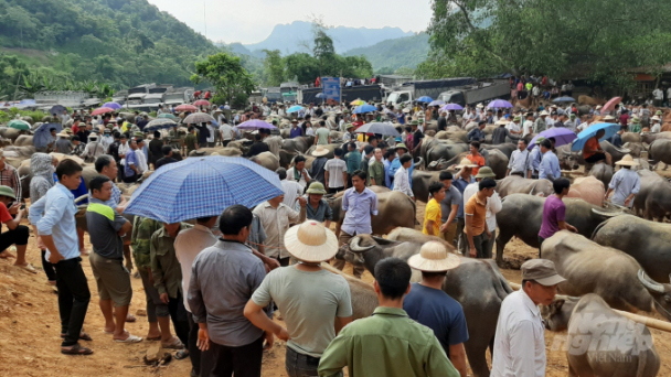 Bắc Kạn: 'Khoác áo mới' cho đàn đại gia súc