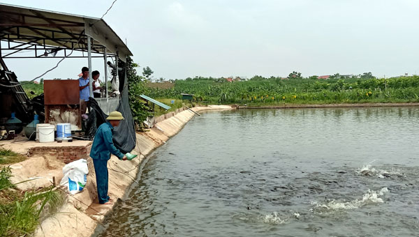 Vĩnh Tường phát triển nông nghiệp bền vững