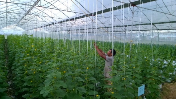 I: Chuyển đổi mạnh mẽ cơ cấu mùa vụ