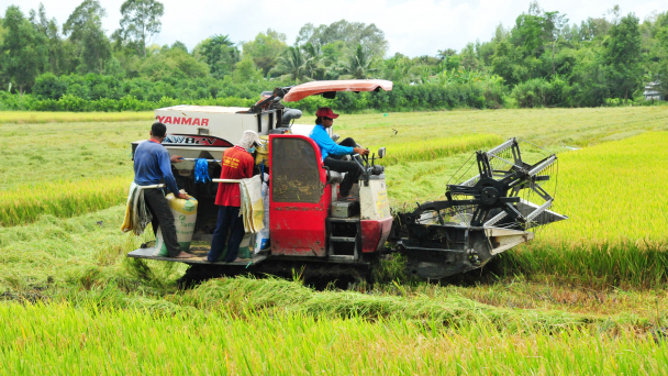 VnSAT giúp nông dân trồng lúa ở ĐBSCL tăng thu nhập