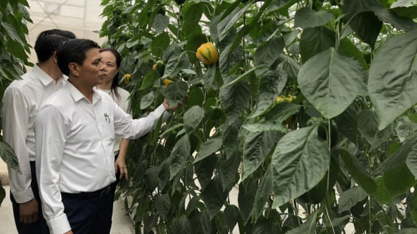 Hải Phòng: Nông nghiệp công nghệ cao gắn cùng nông thôn kiểu mẫu