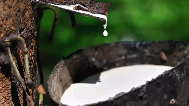Bón phân, chăm sóc đúng cách cho cây cao su