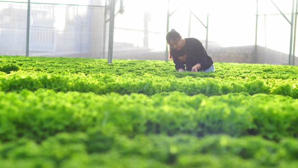 Đổi mới đào tạo khuyến nông thông qua hợp tác cùng Syngenta