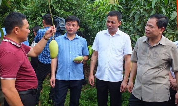 Sơn La quyết tâm đưa nông nghiệp tham gia chuỗi giá trị toàn cầu