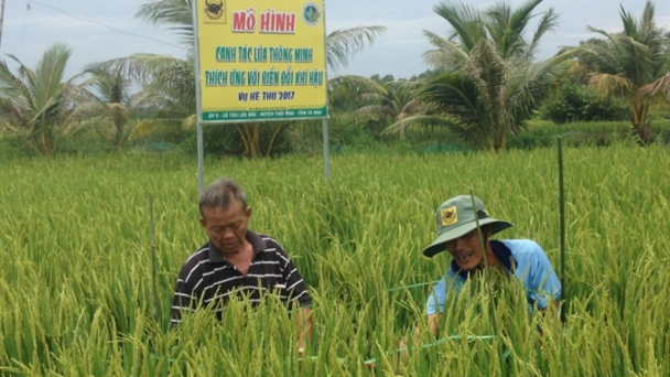 Canh tác lúa bền vững giảm phát thải khí nhà kính