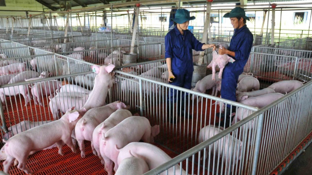 Năm đặc biệt với ngành chăn nuôi Việt Nam