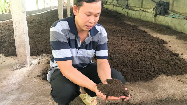 Giun quế, 'máy chế biến' phân hữu cơ tuyệt diệu