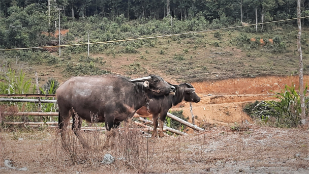 Rét cắt da, trâu bò vẫn thả rông