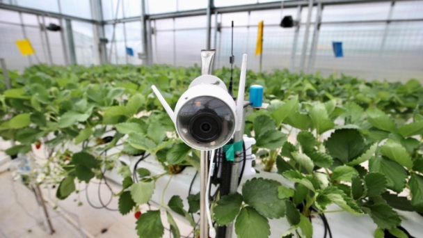 Nông nghiệp thông minh cho năng suất gấp ba truyền thống