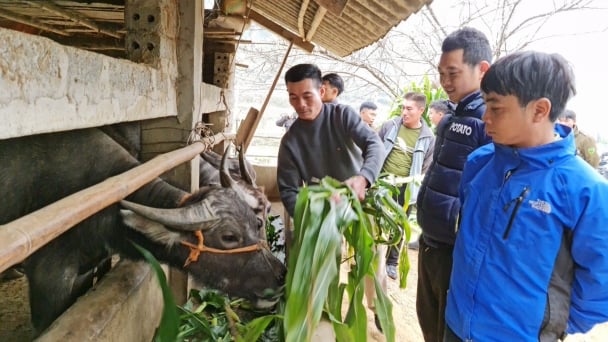 Chống đói, rét tốt trước tiên gia súc phải khỏe mạnh