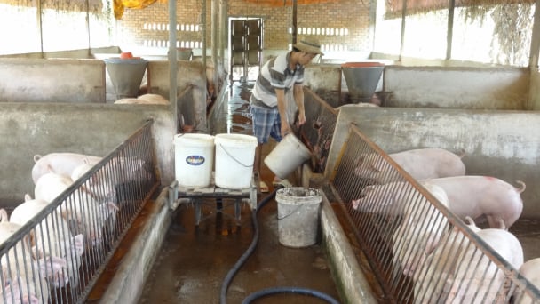 Thức ăn chăn nuôi liên tục tăng giá từ cuối năm ngoái đến nay