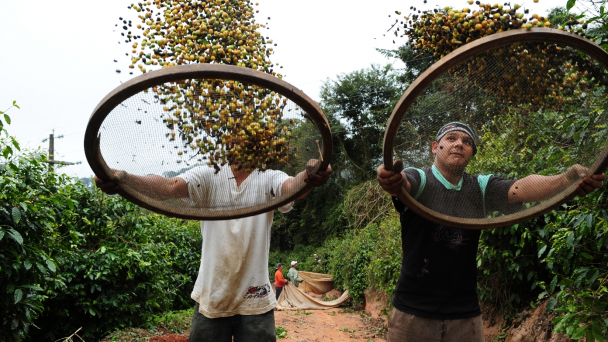 Vì sao ngành cà phê thế giới khó phát triển bền vững?
