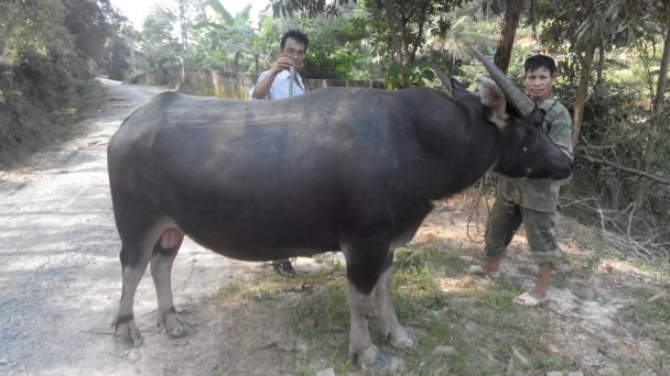 Nghiên cứu chăn nuôi trâu hướng thịt hàng hóa