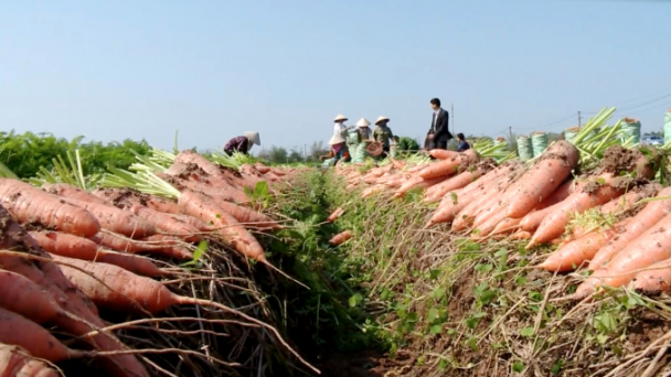 Cà rốt Hải Dương xuất khẩu tốt, giá 10.000 đồng/kg