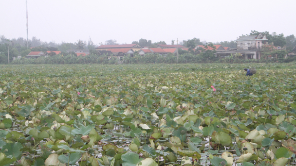 Thừa Thiên- Huế mở rộng diện tích trồng sen kết hợp du lịch sinh thái