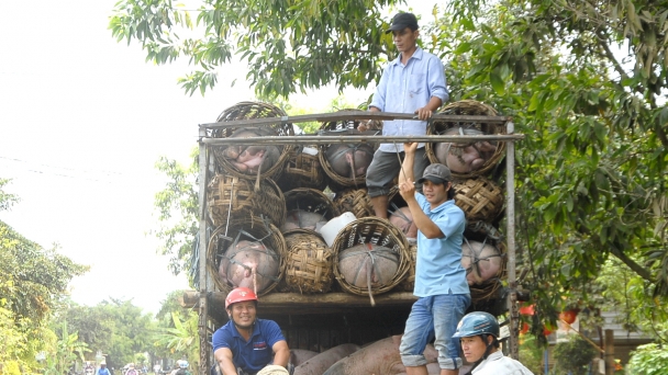 Giá heo, gà cùng giảm, nông dân lưỡng lự tái đàn