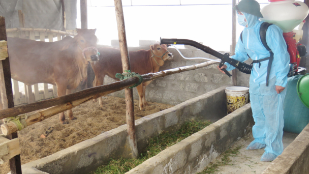 Không hoang mang với bệnh viêm da nổi cục trâu, bò