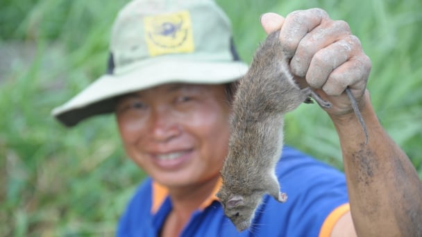 Cần Thơ nói gì về việc chi hơn 22 tỉ đồng diệt chuột?