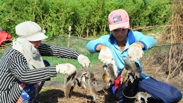 Kịch bản quản lý chuột như Cần Thơ là cần thiết