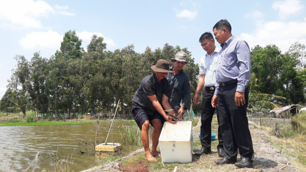 Làm giàu từ nuôi cá chạch lấu quảng canh cải tiến