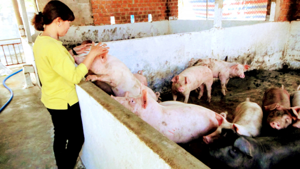 Tái đàn heo từ nguồn vốn không tính lãi