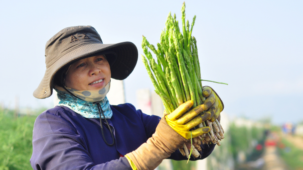 Măng tây công nghệ cao trên vùng đất nắng gió