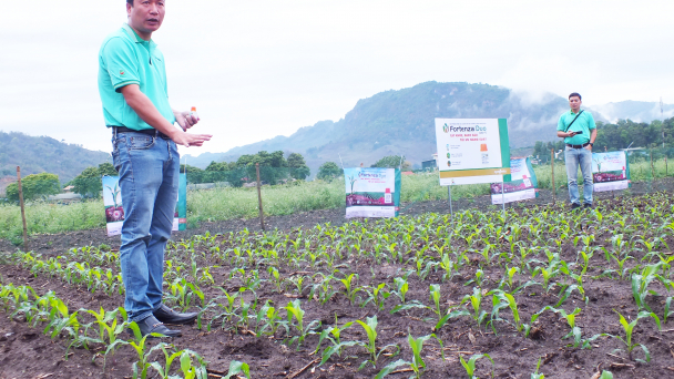 'Áo giáp sắt' chống sâu keo mùa thu