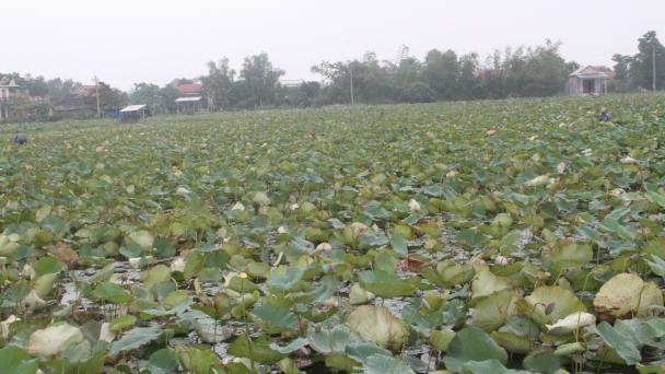 Bungari tài trợ nhân giống sen Huế