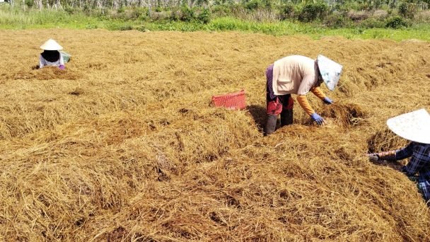 Tận dụng đất trống trồng nấm rơm, thu hàng chục triệu đồng/tháng
