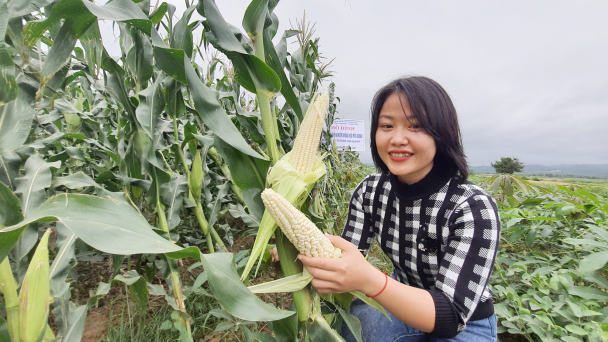 Giống ngô nếp lai mới ADI668
