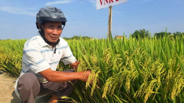 Những giống lúa của Vinaseed làm nức lòng nông dân