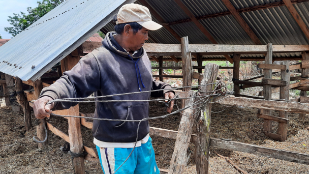 Hơn 50 con bò chết bất thường ở Gia Lai